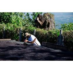 Café connaisseur du Salvador, Apaneca